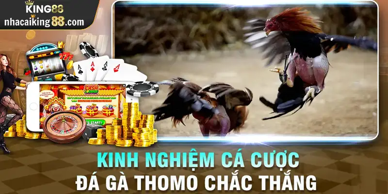 Kinh nghiệm chơi đá gà King88 bất bại